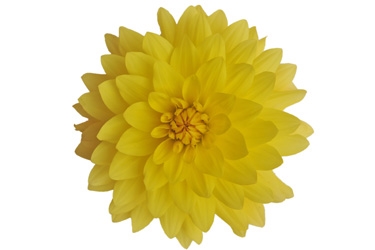 Dahlia XXL Durango Variety Thumbnail0.jpg